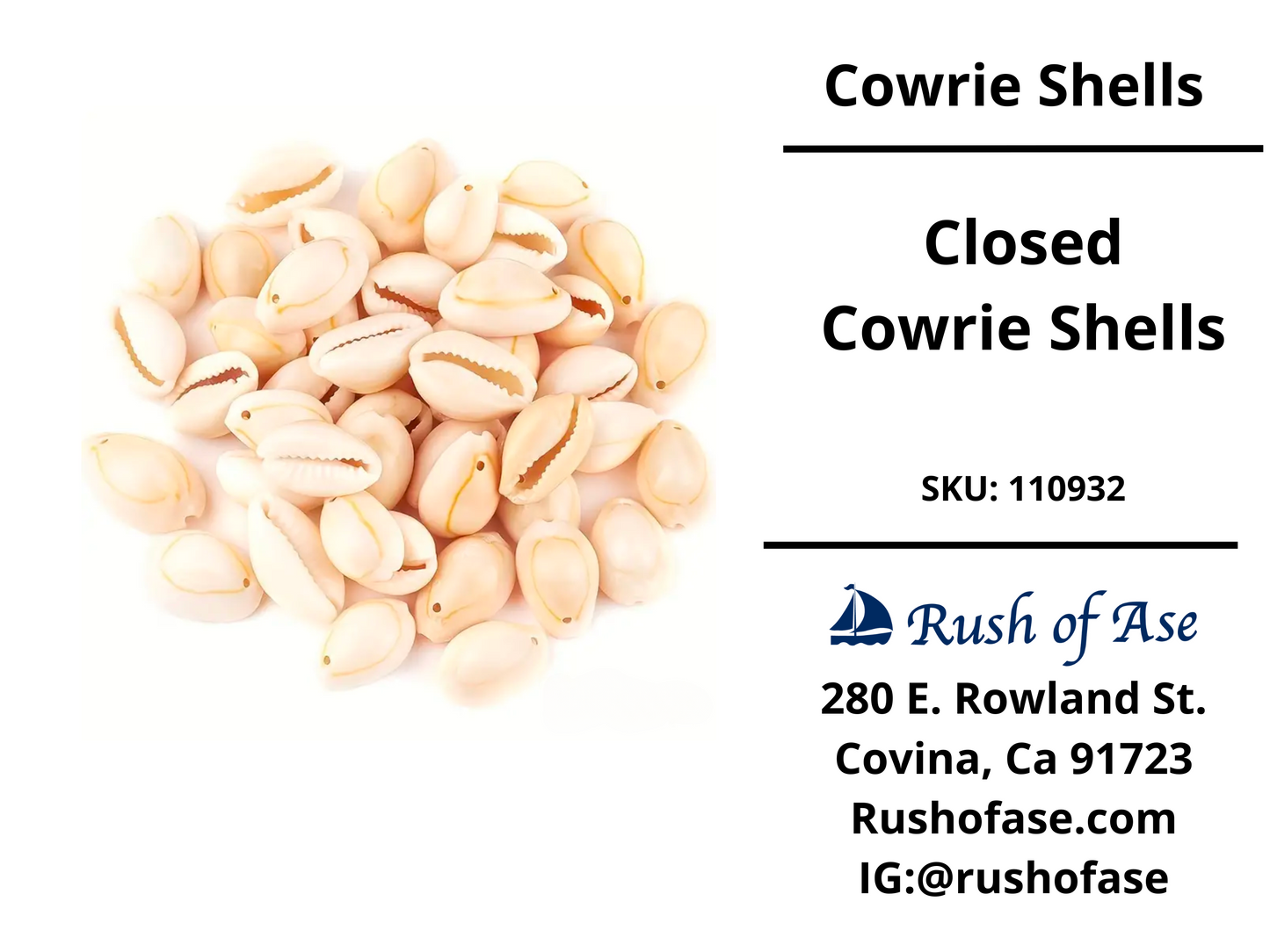 Shells | Cowrie Shells