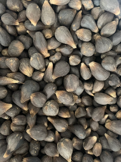 Nuts & Seeds | 21 Ikin Ifa | ifa divination | Hand of Orunmila