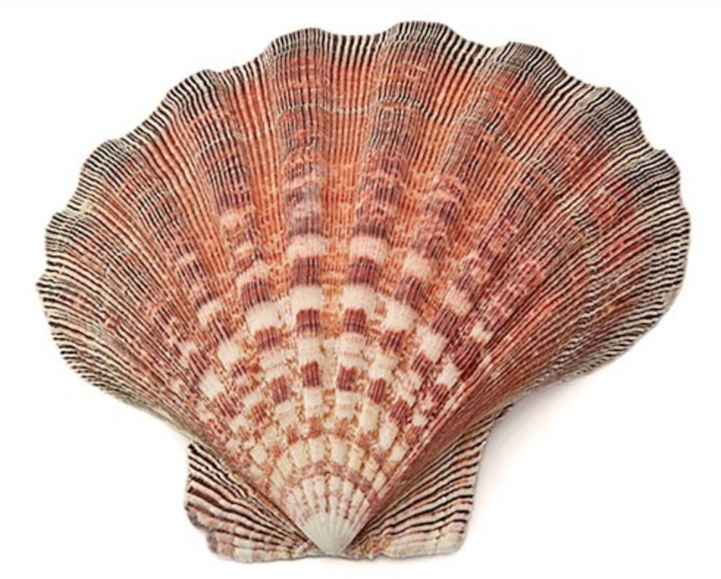 Incense Burner | Shells | Lion Paw Shell