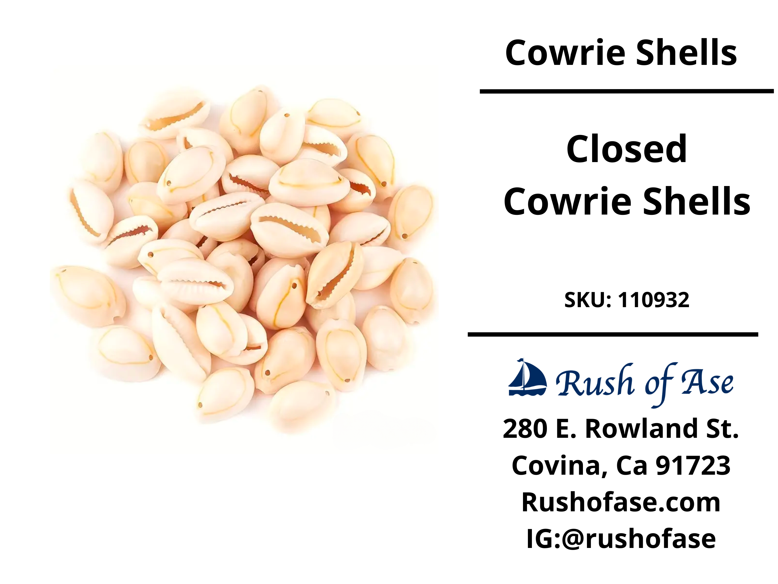 Shells | Cowrie Shells – Rush of Ase
