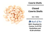 Shells | Cowrie Shells