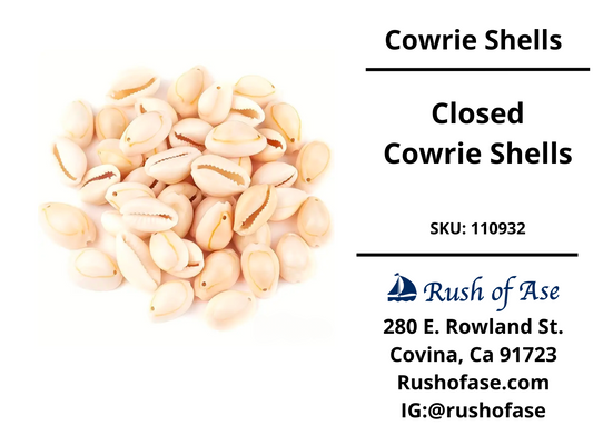 Shells | Cowrie Shells