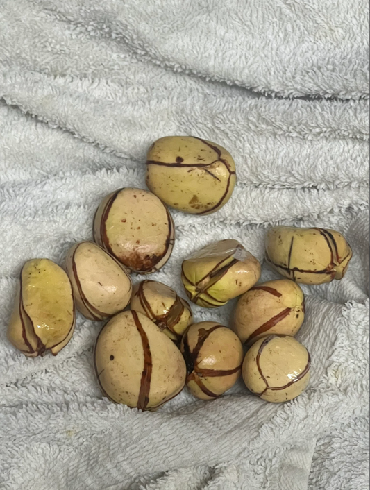 Nuts & Seeds | Obi | Obi Kola | White Kola Nut | Cola Acuminata