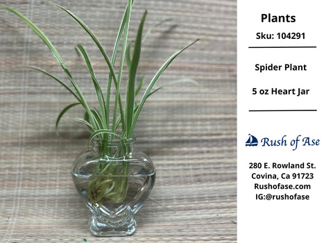 Spider Plant - Reverse Variegatum | Chlorophytum Comosum Variegatum