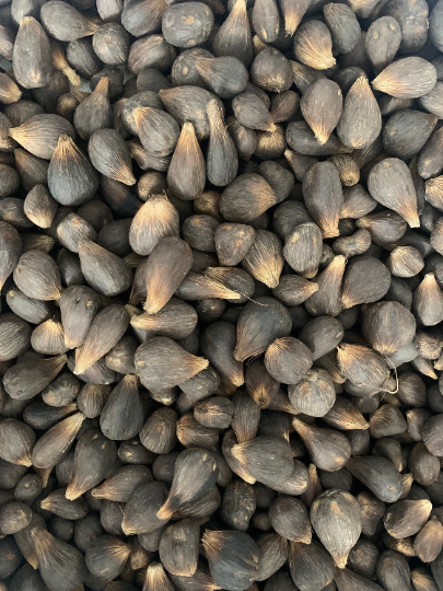 Nuts & Seeds | 21 Ikin Ifa | ifa divination | Hand of Orunmila