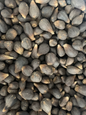 Nuts & Seeds | 21 Ikin Ifa | ifa divination | Hand of Orunmila