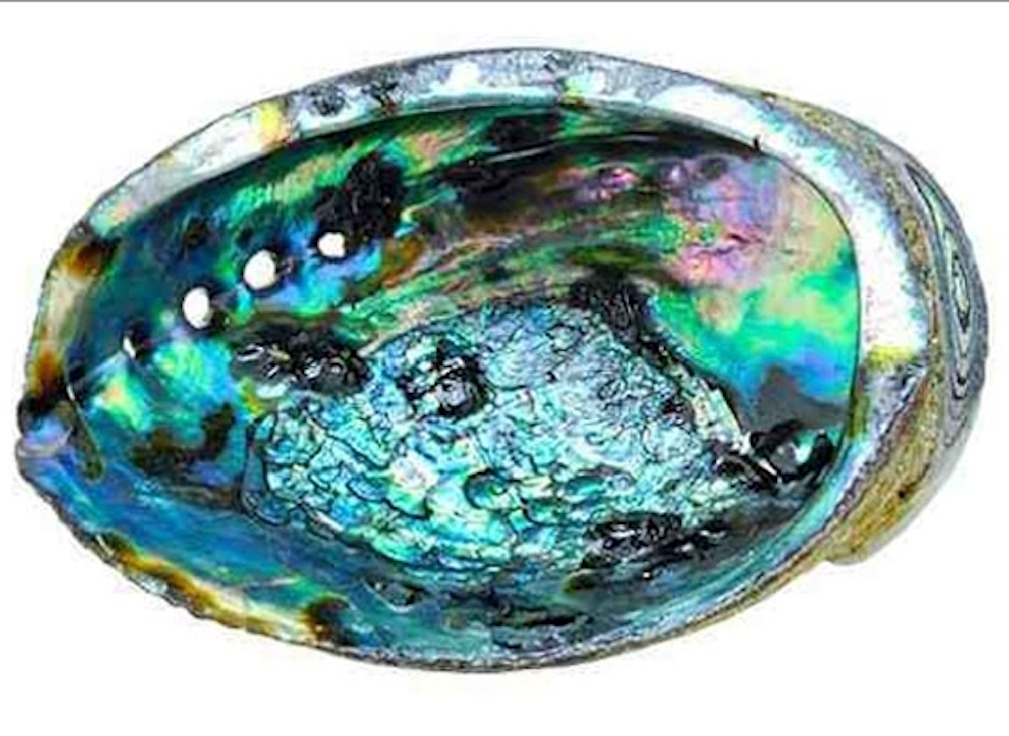 Incense Burner | Abalone Shell – Rush of Ase
