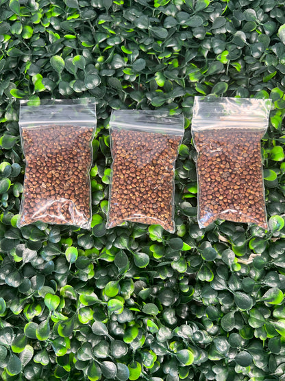 Nuts & Seeds | Ataare| Guinea Pepper | Alligator Pepper | Grains of Paradise [FREE SHIPPING USA]
