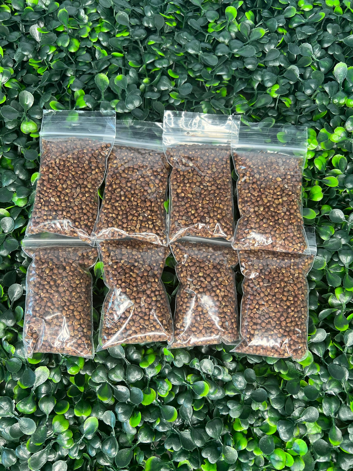 Nuts & Seeds | Ataare| Guinea Pepper | Alligator Pepper | Grains of Paradise [FREE SHIPPING USA]