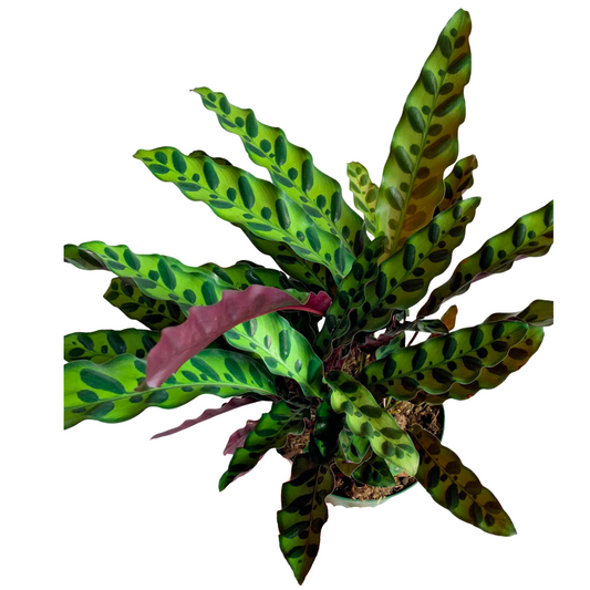 Calathea | Rattlesnake