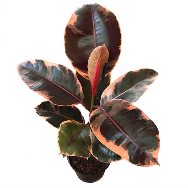 Ficus Elastica Pink Ruby | Variegated Rubber Tree | Tricolor Rubber Tree