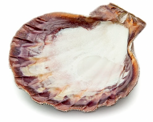 Incense Burner | Shells | Lion Paw Shell