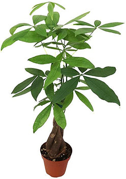 Money Tree | Guiana Chestnut | Malabar chestnut | Pachira Aquatica