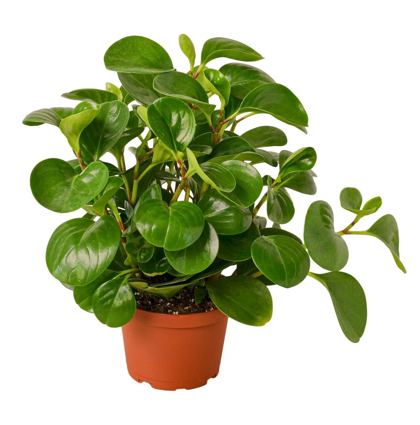 Green Peperomia | Peperomia | Peperomia Obtusifolia | Live Plants