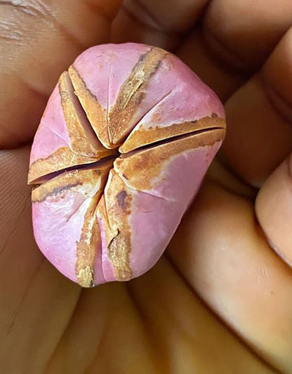 Nuts & Seeds | Obi | Obi Kola | Pink Kola Nut | Cola nitida