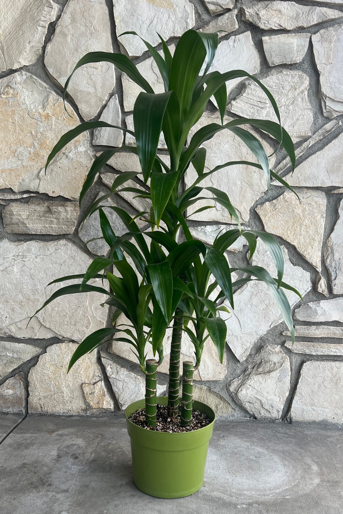 Dracaena Elegance | Dracaena Fragrans | Dragon Tree